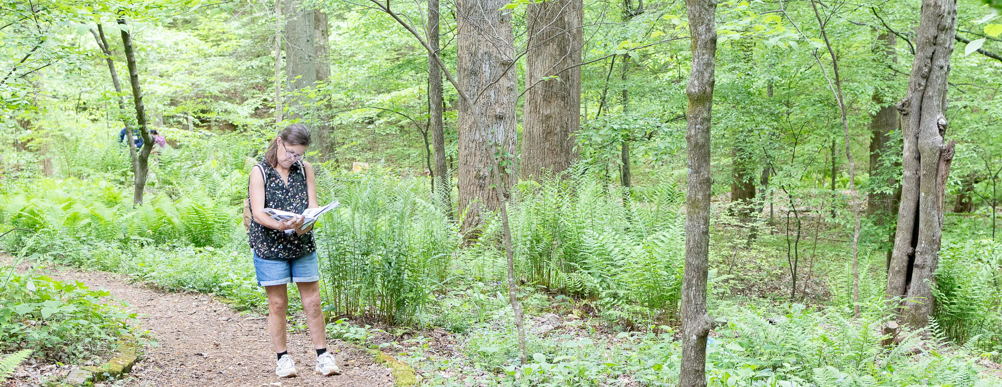 Fern Identification Workshop at Emily Allen Wildflower Preserve